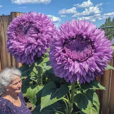 purple rare flower seeds