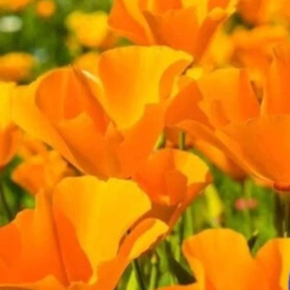 orange california flower seeds