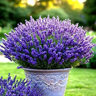 lavender vera flower seeds