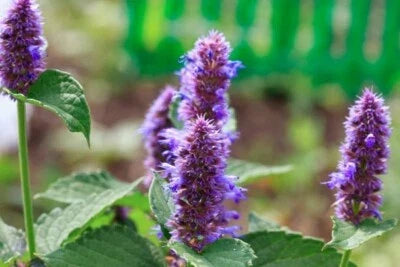 Anise Hyssop Herb Seeds for Planting