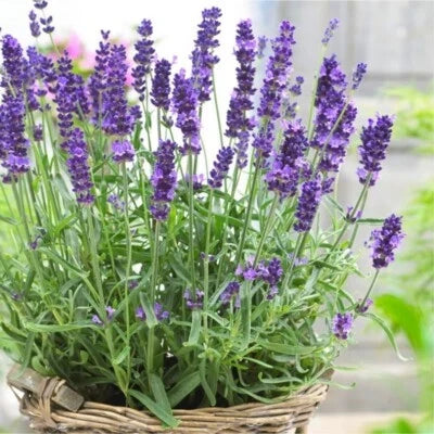 lavender lavender flower seeds