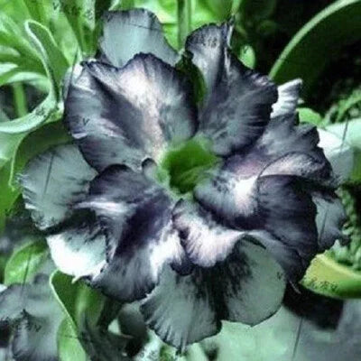 white black flower seeds