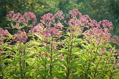 joe pye flower seeds