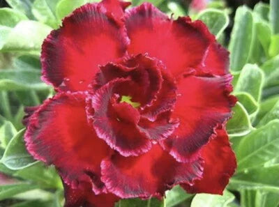 red rose flower seeds