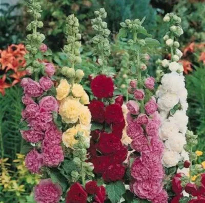 summer carnival flower seeds