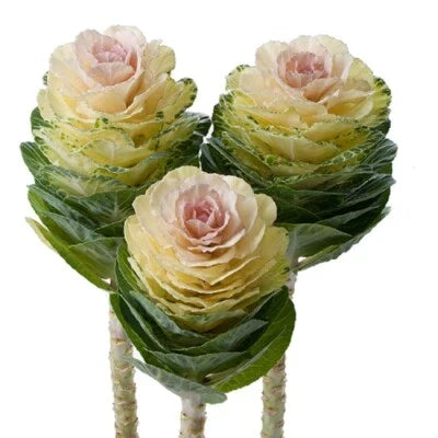Empire Agathana Flowering Kale Seeds for Planting