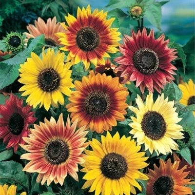 sunny sun flower seeds