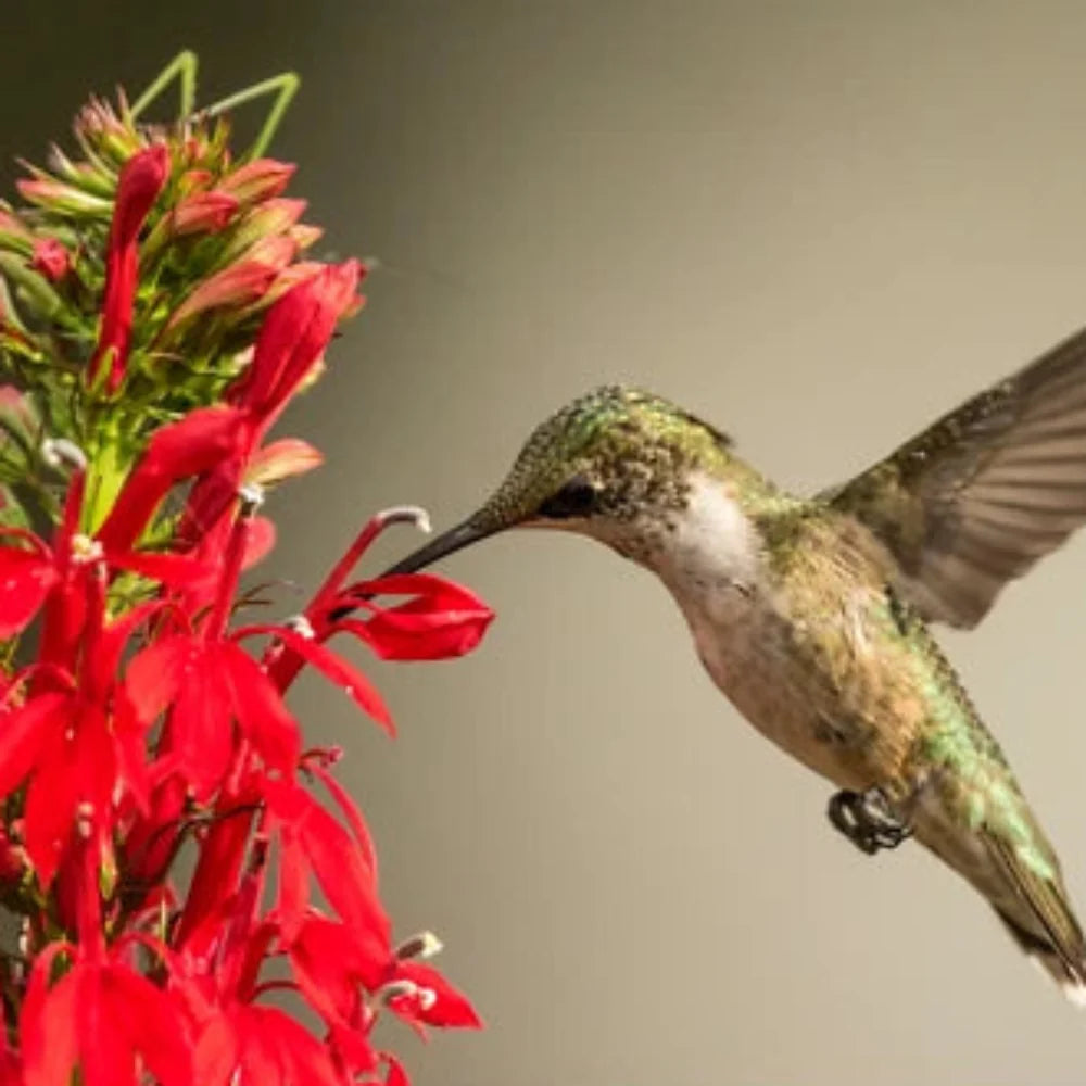 Cardinal Flower (Lobelia cardinalis) Seeds for Planting