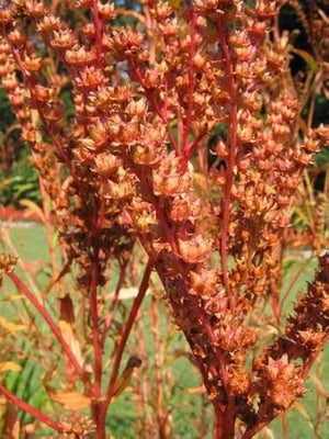 ditch stonecrop flower seeds