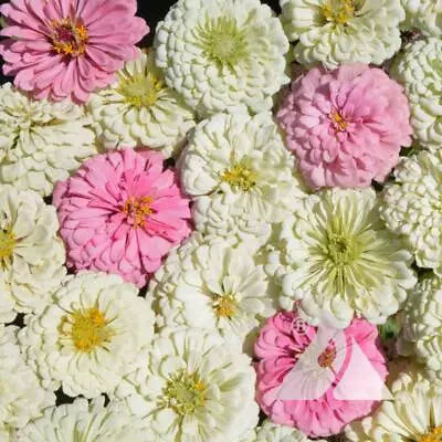 zinnia blushing flower seeds
