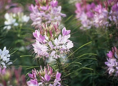 pink white flower seeds