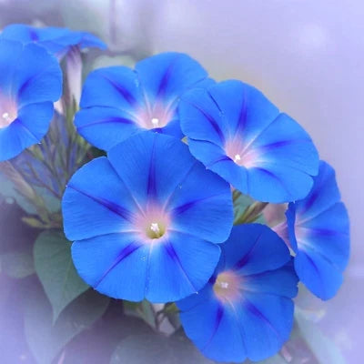 Blue Heavenly Morning Glory Seeds for Planting