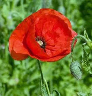 Red Flanders Poppy Seeds for Planting