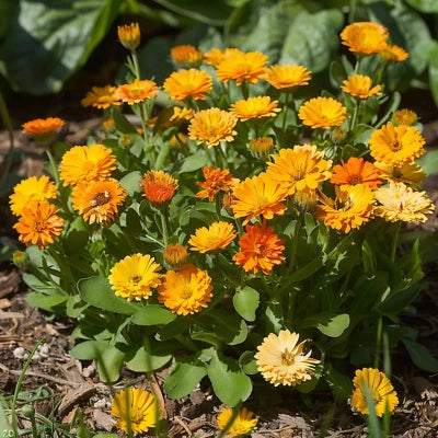 calendula pacific flower seeds