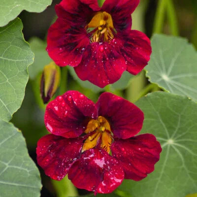 black velvet flower seeds