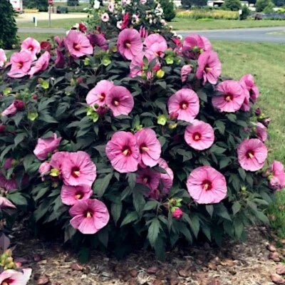 Pink Swamp Rose Mallow Seeds for Planting
