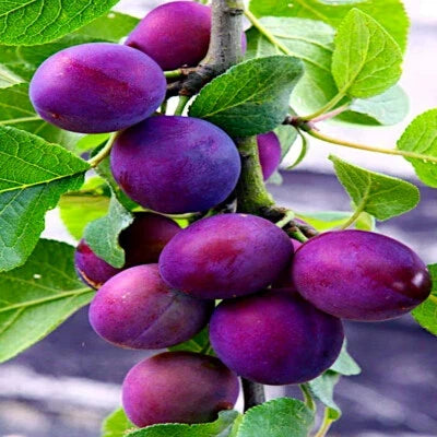 American Plum Tree Seeds for Planting