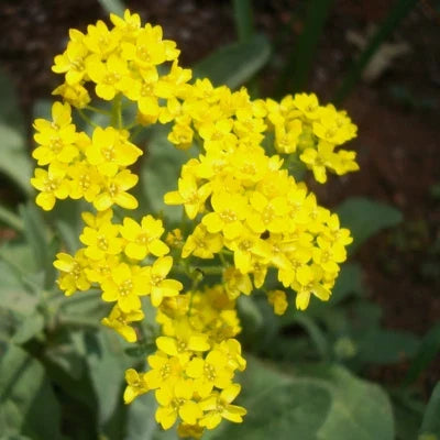 Yellow Basket of Gold Alyssum Seeds for Planting