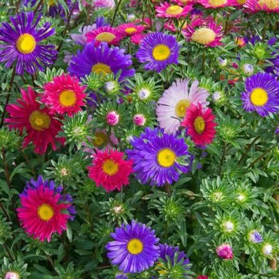 single mix flower seeds