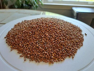 daikon radish flower seeds