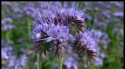 lacy phacelia flower seeds