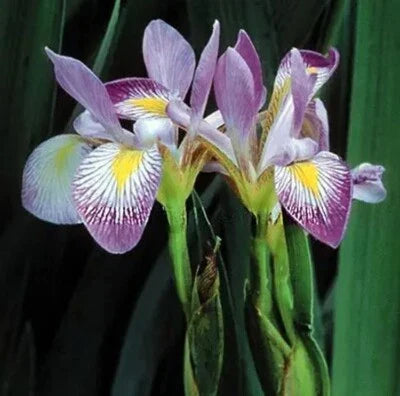 blue iris flower seeds