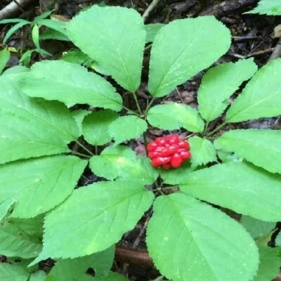 fresh fully flower seeds