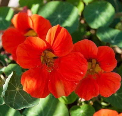 Empress of India Nasturtium Seeds for Planting
