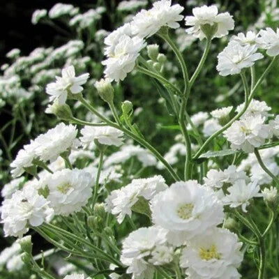 babys breath flower seeds