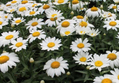mg shasta flower seeds