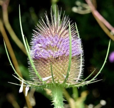 Purple Teasel Flower Seeds for Planting – Organic, Heirloom, Non-GMO