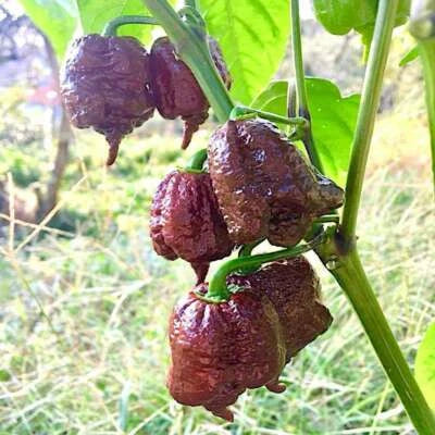 chocolate carolina flower seeds