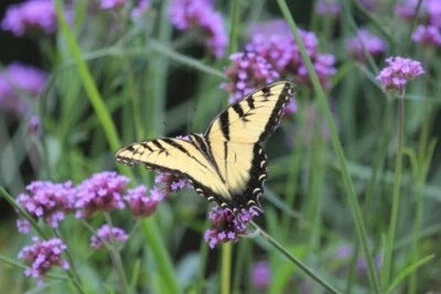 purple verbena flower seeds