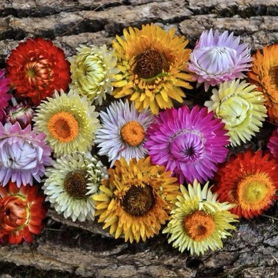 Tall Mixed Strawflower Seeds for Planting