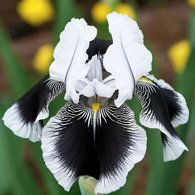 black white flower seeds