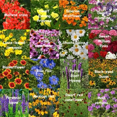 bulk wildflower flower seeds