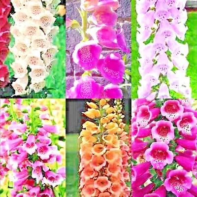 foxglove mix flower seeds