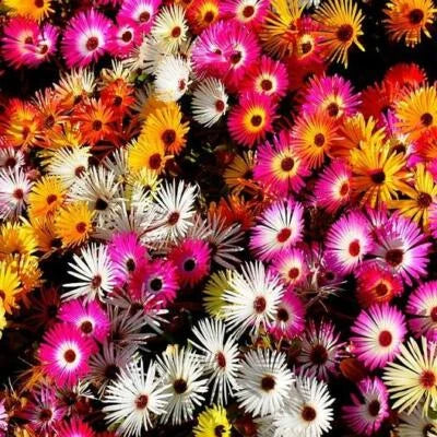 daisy ice flower seeds