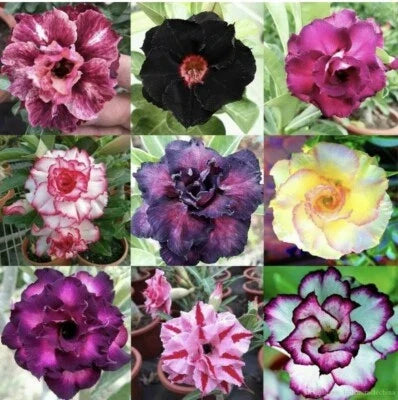 Pink Red White Desert Rose Mix Seeds for Planting