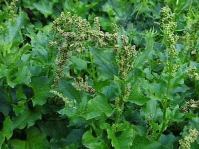 good king flower seeds
