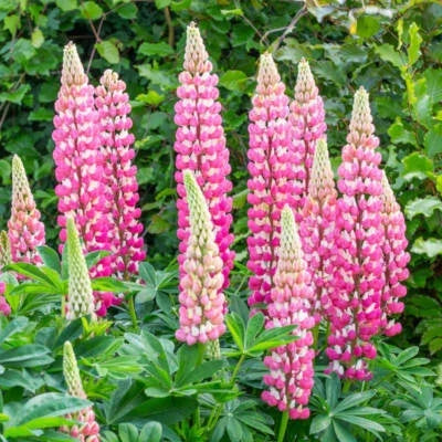 Chatelaine Lupine Seeds for Planting