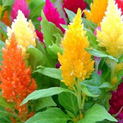 Pampas Plume Mix Celosia Seeds for Planting