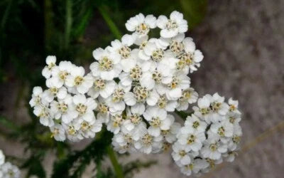 white yarrow flower seeds