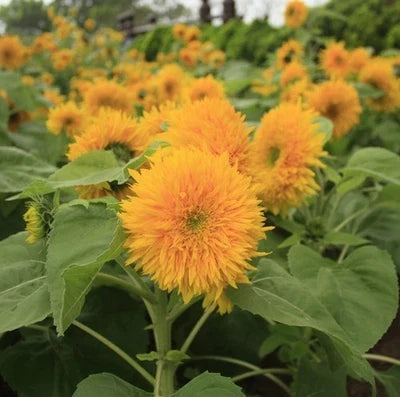 teddy bear flower seeds