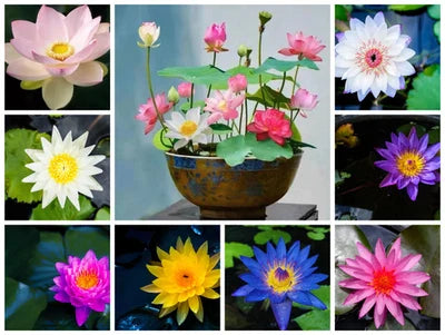 mix bonsai flower seeds