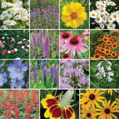 wildflower mix flower seeds