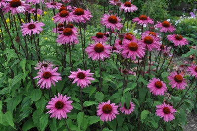 purple coneflower flower seeds