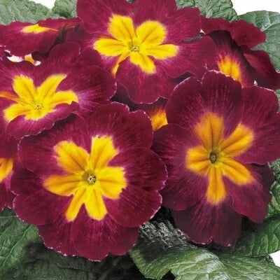 Danova Burgundy Bicolor Primrose Seeds for Planting