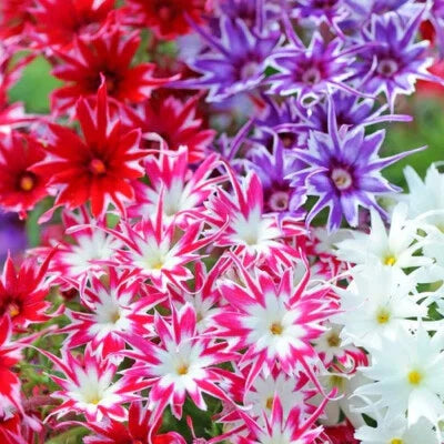 twinkle mix flower seeds