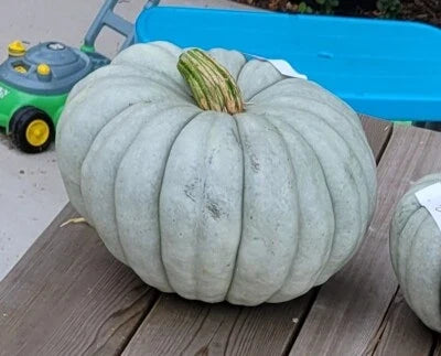 Blue Jarrahdale Pumpkin Seeds for Planting